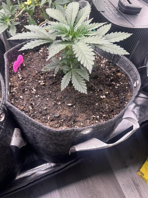 42 Fast Buds 🔥. Week 4