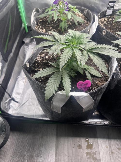 42 Fast Buds 🔥. Week 4