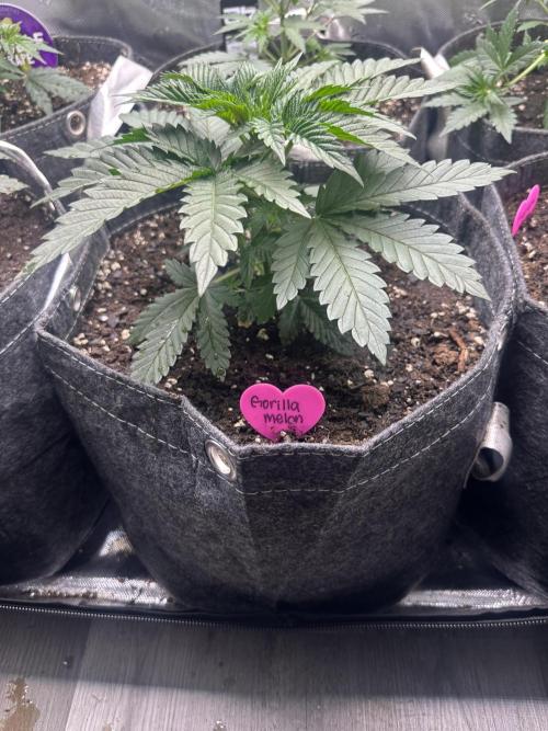 42 Fast Buds 🔥. Week 4