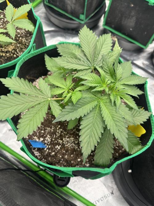 42 Fast Buds 🔥. Week 4