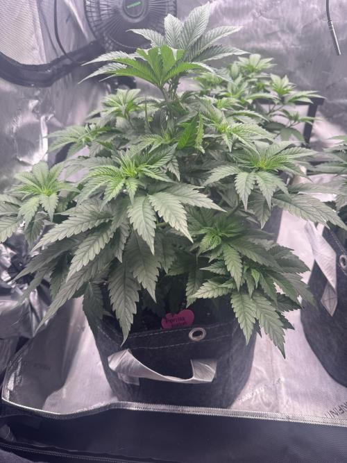 42 Fast Buds 🔥. Week 5