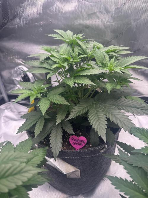 42 Fast Buds 🔥. Week 5