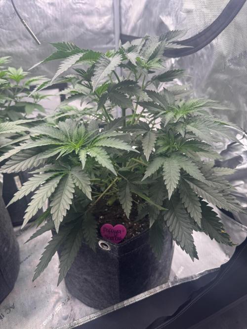 42 Fast Buds 🔥. Week 5