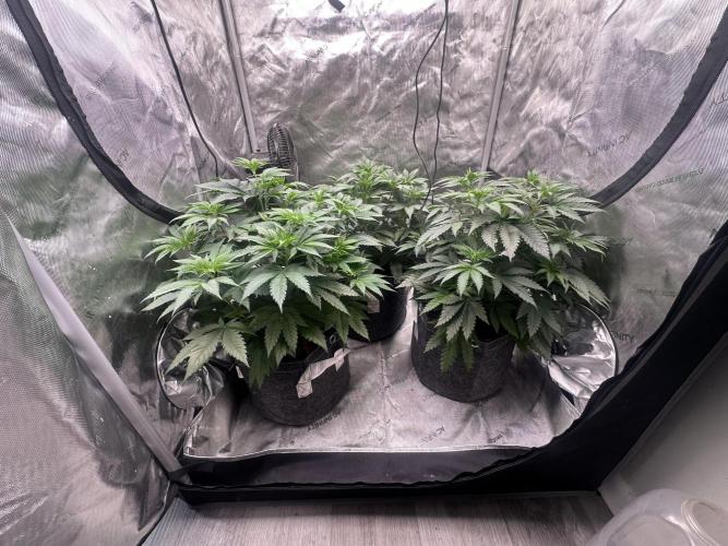 42 Fast Buds 🔥. Week 6