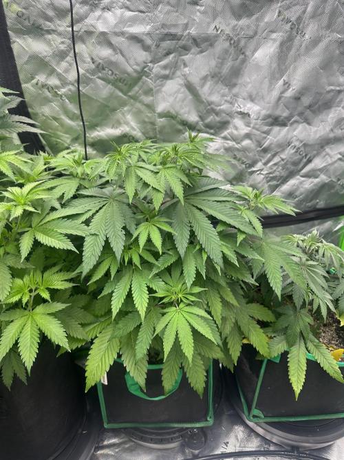 42 Fast Buds 🔥. Week 6