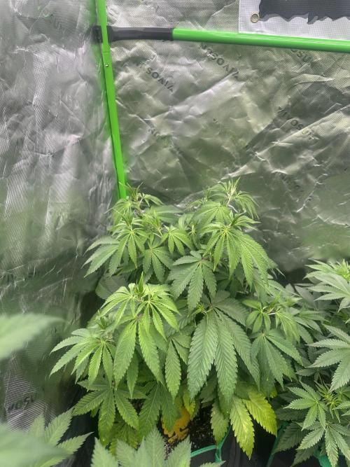 42 Fast Buds 🔥. Week 7