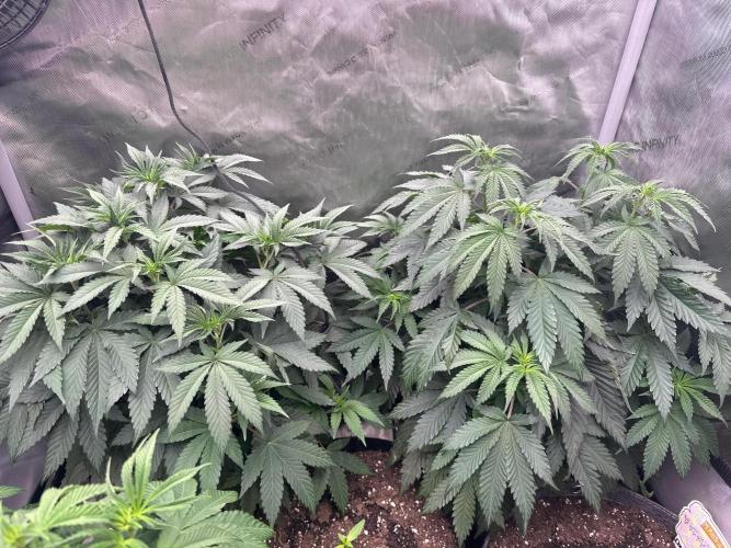 42 Fast Buds 🔥. Week 7