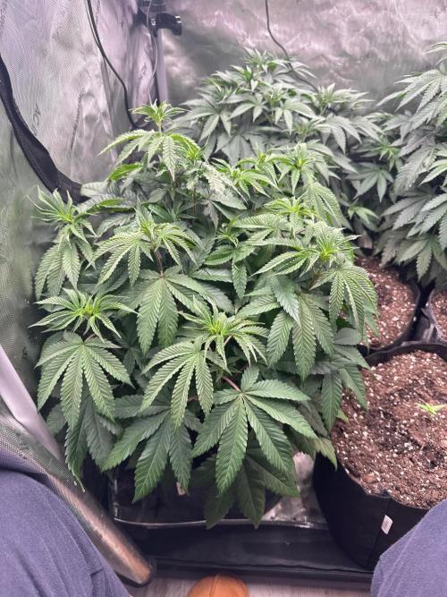 42 Fast Buds 🔥. Week 7