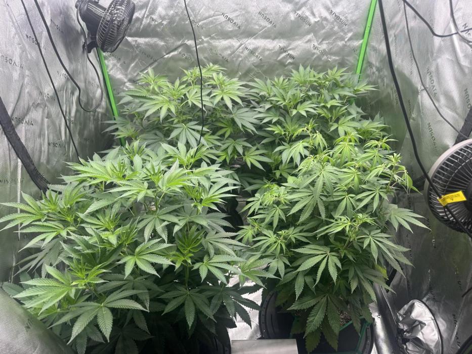 42 Fast Buds 🔥. Week 8