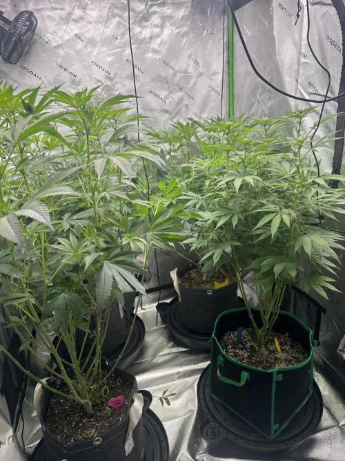 42 Fast Buds 🔥. Week 9