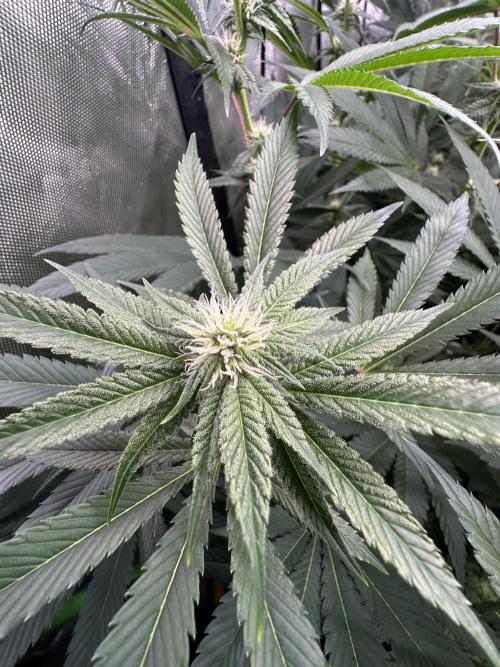 42 Fast Buds 🔥. Week 10