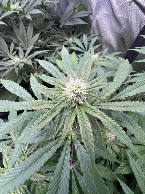 42 Fast Buds 🔥. Week 10