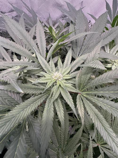 42 Fast Buds 🔥. Week 10