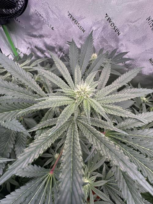 42 Fast Buds 🔥. Week 10