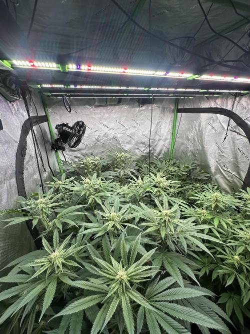 42 Fast Buds 🔥. Week 10