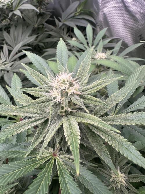 42 Fast Buds 🔥. Week 11