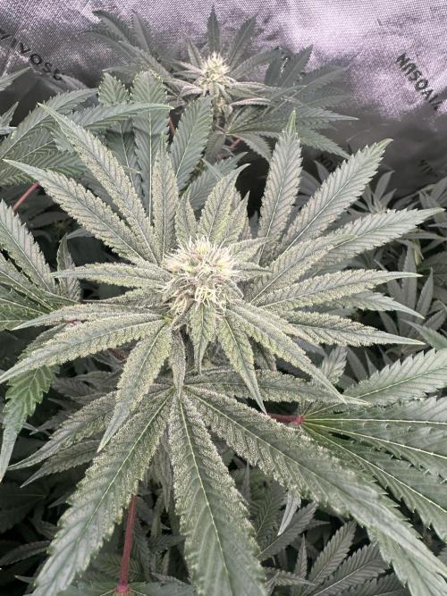 42 Fast Buds 🔥. Week 11