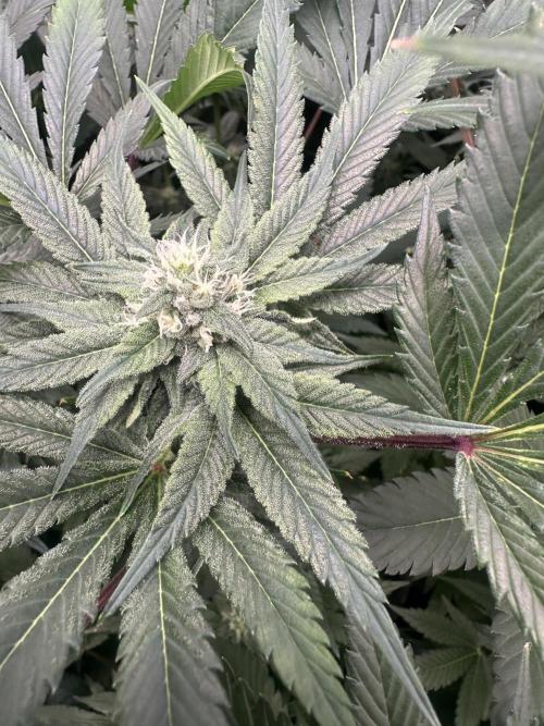 42 Fast Buds 🔥. Week 11