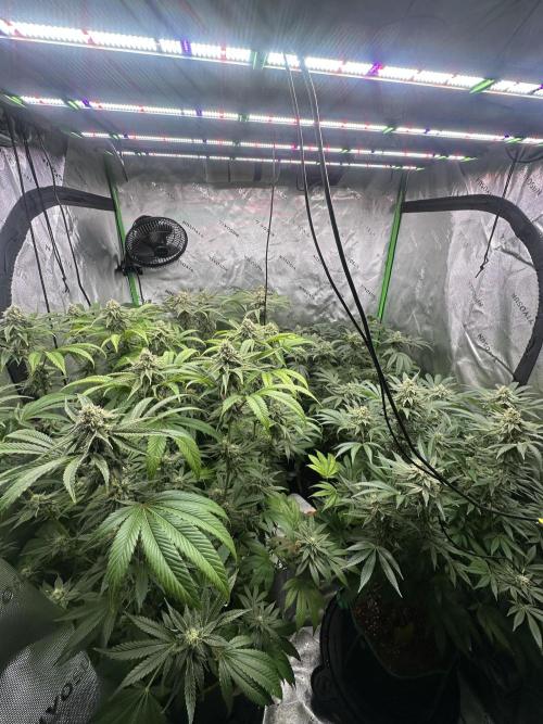 42 Fast Buds 🔥. Week 12