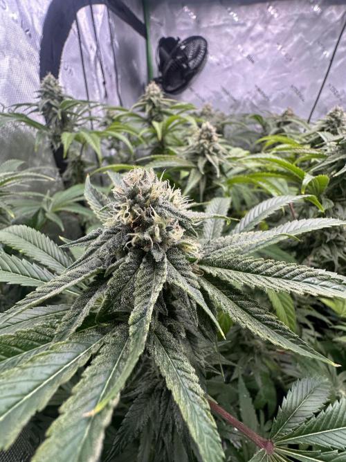 42 Fast Buds 🔥. Week 12