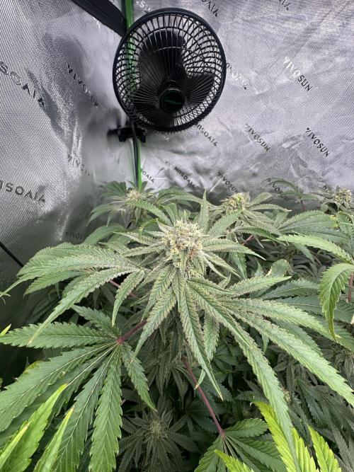 42 Fast Buds 🔥. Week 12