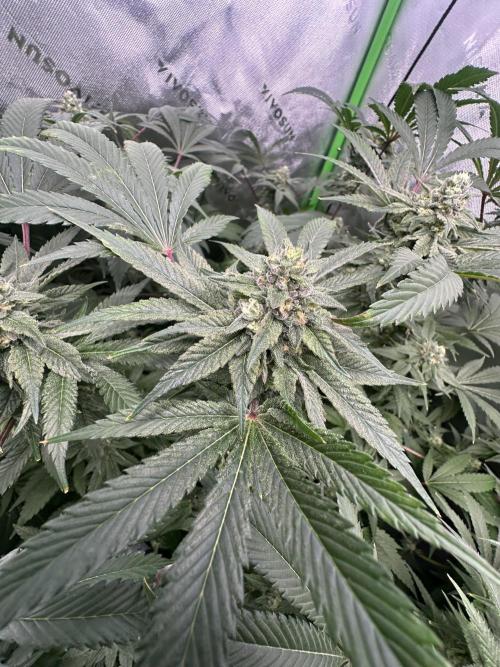 42 Fast Buds 🔥. Week 12