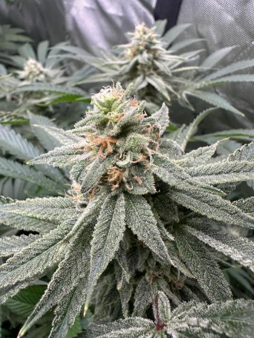 42 Fast Buds 🔥. Week 12