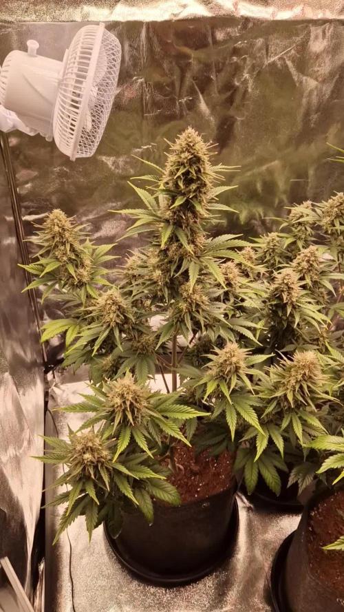 Frostbanger Auto 1,2,3