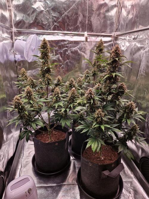 Frostbanger Auto 1,2,3. Week 8