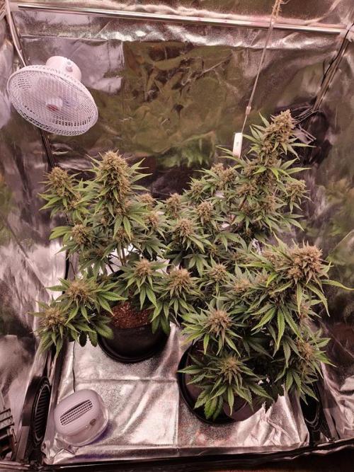 Frostbanger Auto 1,2,3. Week 8