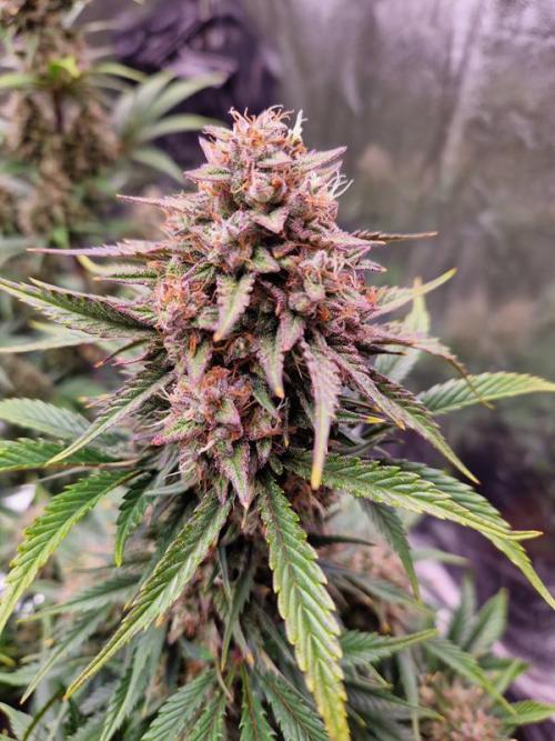 Frostbanger Auto 1,2,3. Week 8