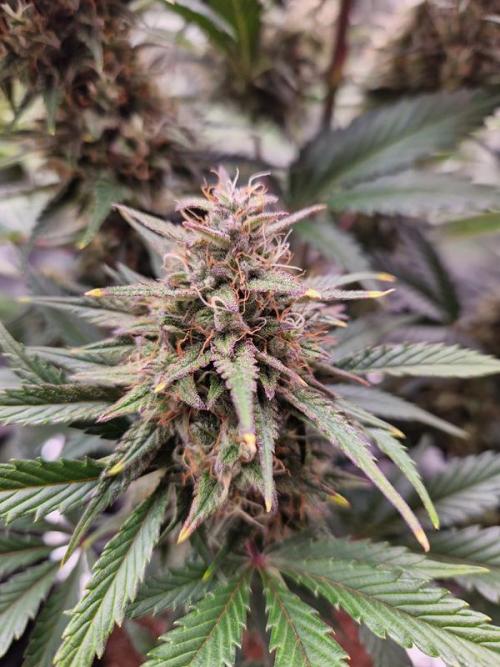 Frostbanger Auto 1,2,3. Week 8