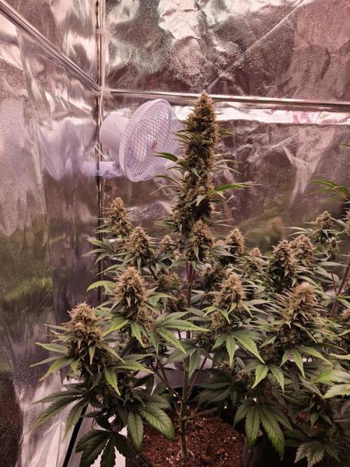 Frostbanger Auto 1,2,3. Week 8