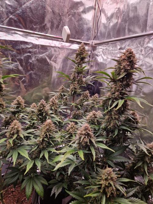 Frostbanger Auto 1,2,3. Week 8