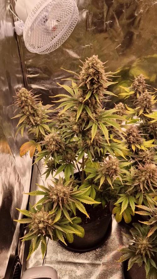 Frostbanger Auto