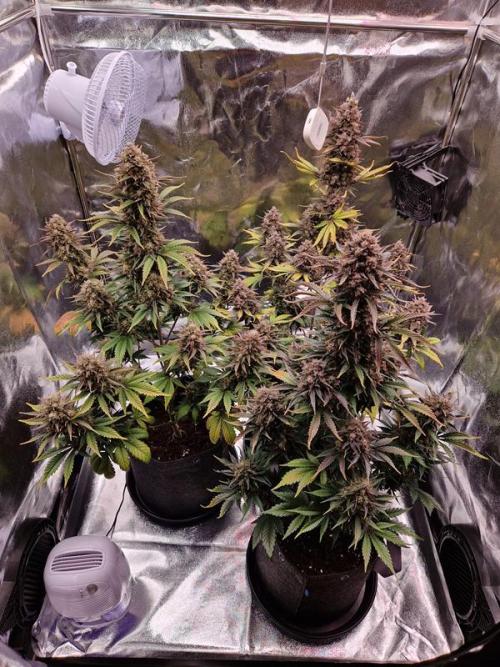 Frostbanger Auto. Week 9