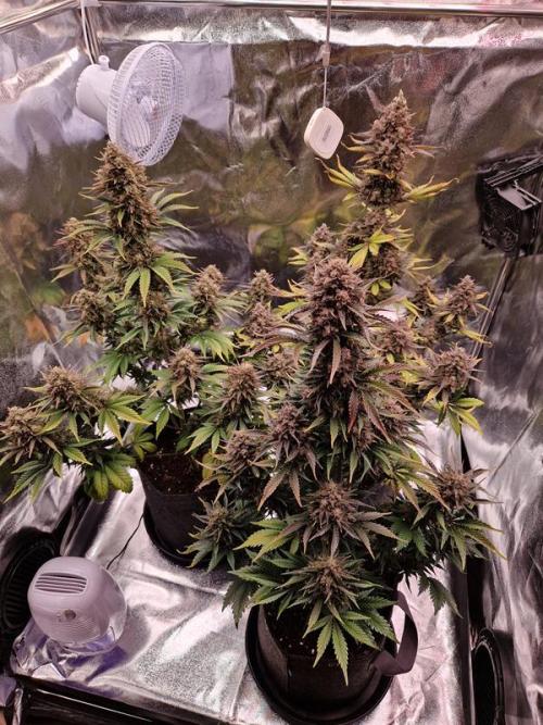 Frostbanger Auto. Week 9