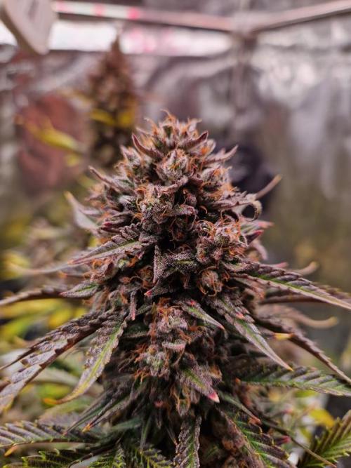 Frostbanger Auto. Week 9