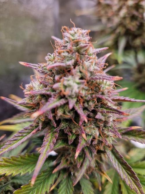 Frostbanger Auto. Week 9