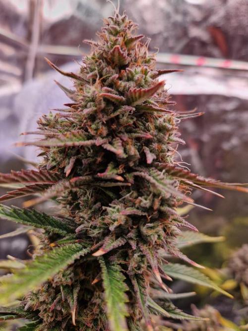 Frostbanger Auto. Week 9