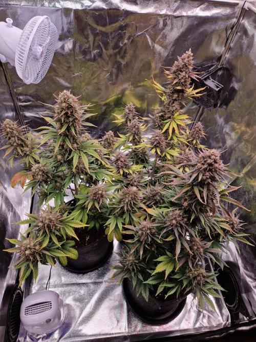 Frostbanger Auto. Week 9