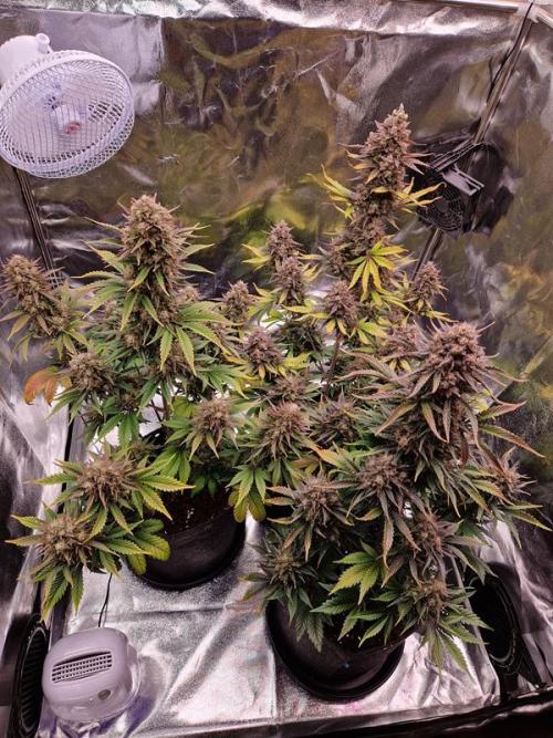 Frostbanger Auto. Week 9