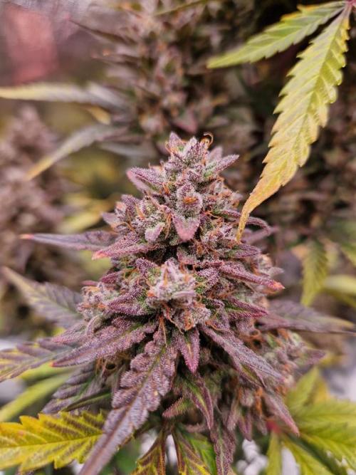 Frostbanger Auto. Week 9