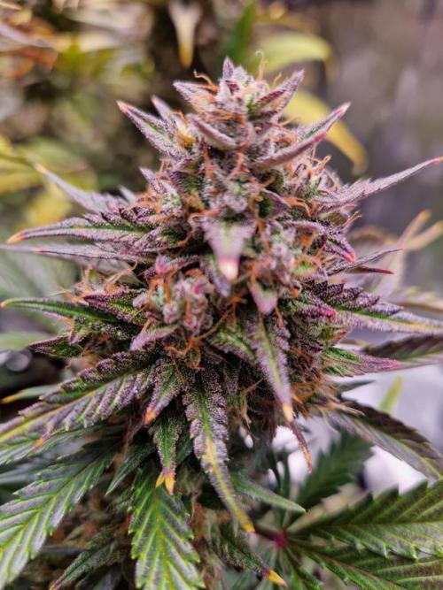 Frostbanger Auto. Week 9