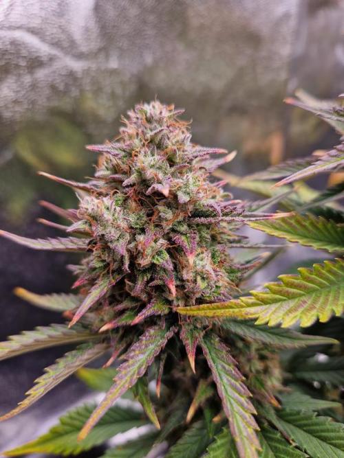 Frostbanger Auto. Week 9