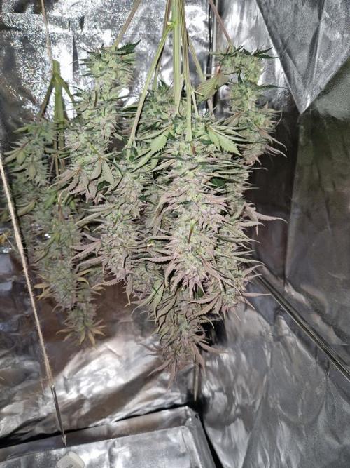 Frostbanger Auto. Week 10