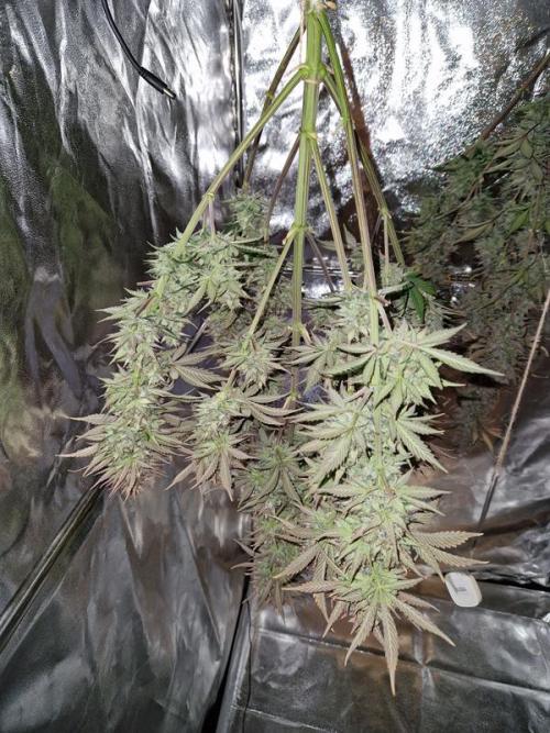 Frostbanger Auto. Week 10