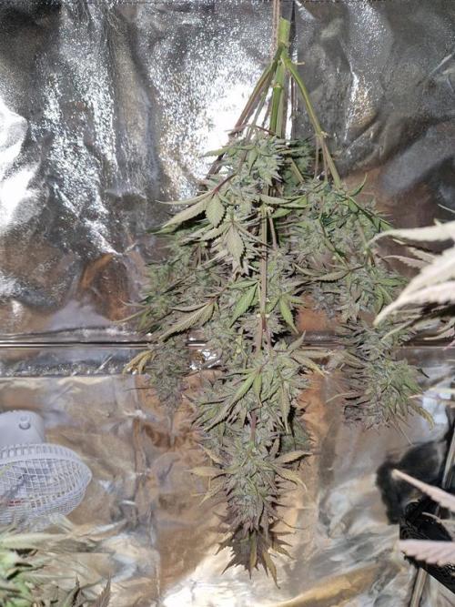 Frostbanger Auto. Week 10