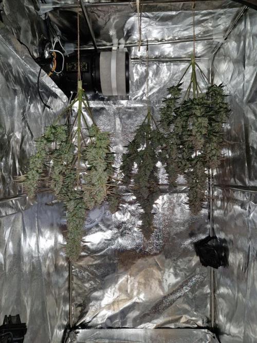 Frostbanger Auto. Week 10