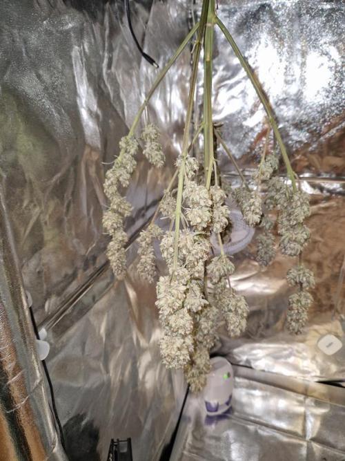 Frostbanger Auto. Week 10